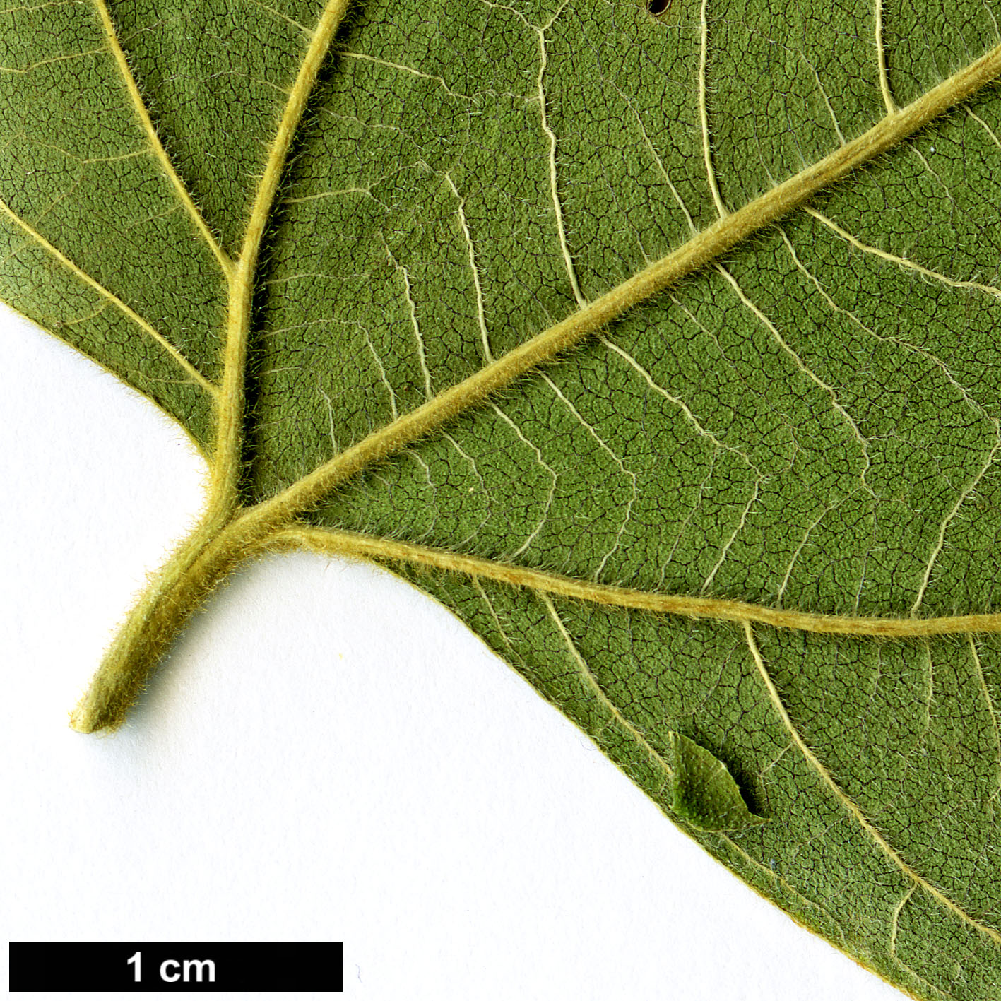 High resolution image: Family: Cannabaceae - Genus: Celtis - Taxon: africana